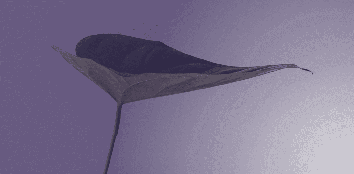 stylised leaf, could be Anthurium andraeanum, on purple background